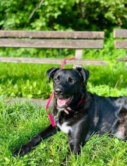 Oreo verschmust - Kallmünz