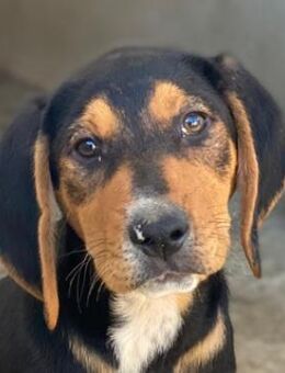 Jäger, geb. ca. 08/2025, GRIECHENLAND - Euskirchen