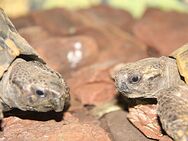 Griechische Landschildkröte mit Terrarium und Zubehör - Köln