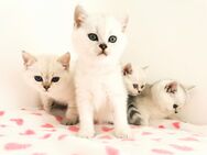 Bkh reinrassige Kitten mit blauen Augen - Unterensingen