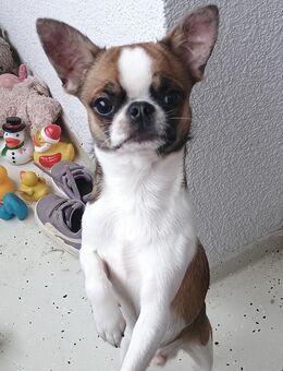Chihuahua Deckrüde mit Ahnenpass - Berlin