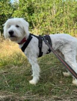 Fuchur - ein großer, hübscher Rüde - Willich