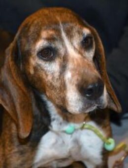 Wer schenkt Chanella das Glück? - Neuss