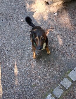 Hund zu verkaufen - Heringsdorf (Mecklenburg-Vorpommern)