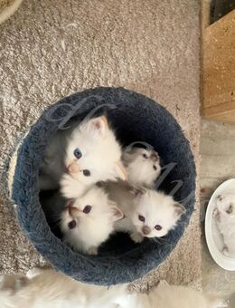 Wunderschöne Heilige Birma Kitten mit Stammbaum suchen ein schönes zu Hause. - Heeßen