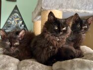 Katzenbabys Persermix - Geisenfeld