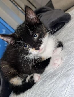 EKH/ Kitten - Wesseling