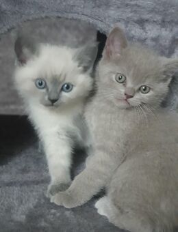 2 Kitten BKH BLH, 6 Monate, wegen Allergie abzugeben - Hamburg