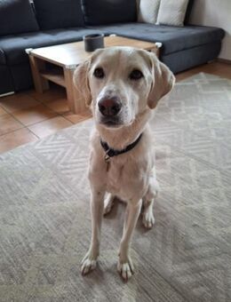 HERKULES, alias LOKI - Bamberg