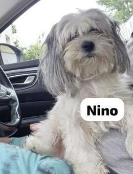 Nino, der Hund von der Tankstelle - Berlin