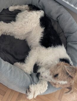 Junge Drahthaar-Foxterrier-Hündin - Ochsenfurt