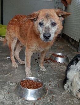 Xaver, entzückender Opi - Steinhagen (Nordrhein-Westfalen)