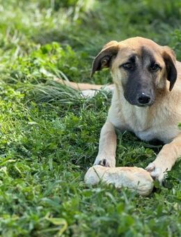 Silvia; gefunden im Gebüsch - Geilenkirchen