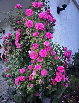 Panoramablick & Frieden: 5,5 Zi 155qm ab 01.02.2026 freiwerdend, mit großem Garten, geschützte Lage, ideal für Paar oder Familie - Forchtenberg