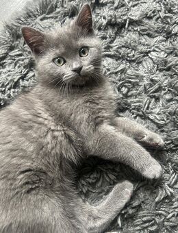 Schöne Reinrassige BKH Kitten mit großem Starterset, sucht ein neues Zuhause - Hamburg Hamburg-Nord