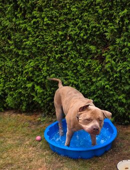 American bully xl Sucht ENDPLATZ - Staufenberg (Hessen)