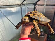 Griechische männliche Landschildkröte Zelda - Gladbeck