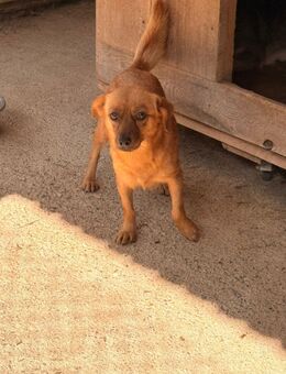 Die kleine Suki sucht ein zu Hause - Fließem