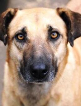 Rabea ist so sanft und verschmust! - Karben