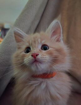 Maine Coon Kitten - Märkische Heide