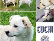 CUCHI * verspieltes Hundekind - Duisburg