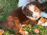 Australian Shepherd Rüde - Dillingen (Saar)