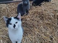 3 junge Kater abzugeben - Bernbeuren