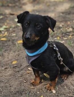 Pimpf hat sein gutes Wesen bewahrt - Schafflund