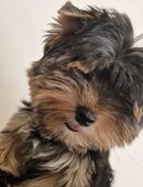 Yorkshire terrier welpe weiblichen in 70190