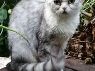 Selkirk Rex Katze - Homberg (Efze)