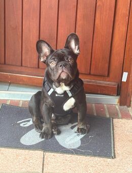 Für unseren kleinen Otto suchen wir ein liebevolles Zuhause - Wacken