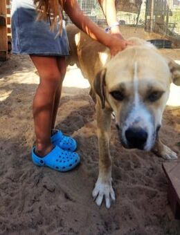 BEETHOVEN - sucht sein Sofa....... - Kempen