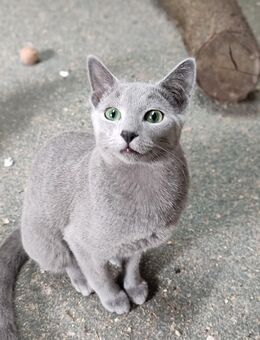 Russisch blau Kitten reinrassig 28.12.2024 - Hille