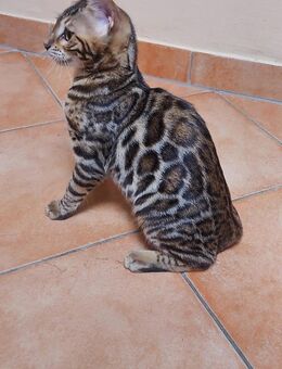 Reinrassiges Bengal Mädchen - Dingolfing