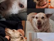 Kleine Hündin sucht zu Hause - Korntal-Münchingen