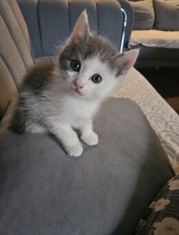 3 kitten noch auf der Suche nach liebevollen zu Hause - Berlin Spandau