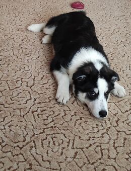 Akita-Husky Mischling - Bobritzsch-Hilbersdorf