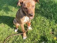 Pufi sucht Zuhause oder Pflegestelle - Gevelsberg