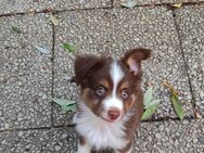 Schöne Mini Aussie Bärchen gesund aufgeweckte und verspielt und schon geimpft und gechip - Mönchengladbach