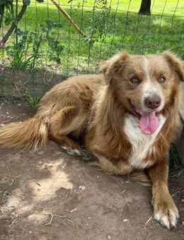 Rocky 💙 Zuhause auf Lebenszeit gesucht - Herxheim (Landau)