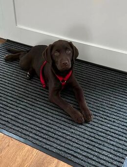 Liebevolle Labrador Hündin sucht neues Zuhause - Wassenberg