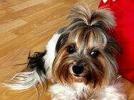 Yorkshire Terrier - Gotha