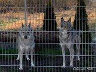 Odin - ist agil und hat viel Energie - Löwenberger Land