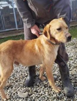 Jaffar - kinderlieb u. zutraulich - Lohra