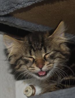 Katzenkinder suchen ihr für immer zuhause - Hohenstadt