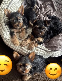 Yorki Terrier Welpen - Diekhof