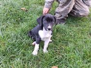 Jack Russel Border Collie Mix Welpen - Geisa