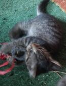 Maincoon-russischblau Mix Katerchen in 22529