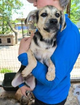 ROXANA ~ offenes, verspieltes Wesen - Duisburg