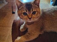 BKH mix kitten - Saarbrücken